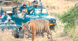 Tiger reserves prepare for monsoon break